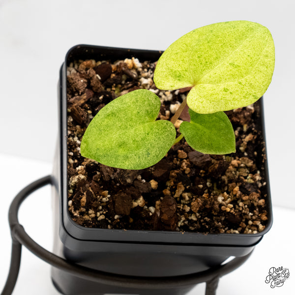 Anthurium 'Dark Phoenix 'Variegated (wk5-UG)