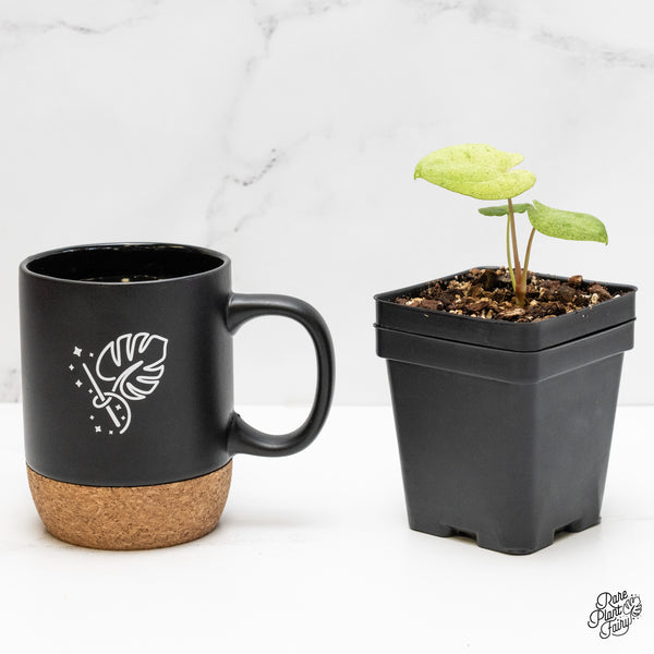 Anthurium 'Dark Phoenix 'Variegated (wk5-UG)