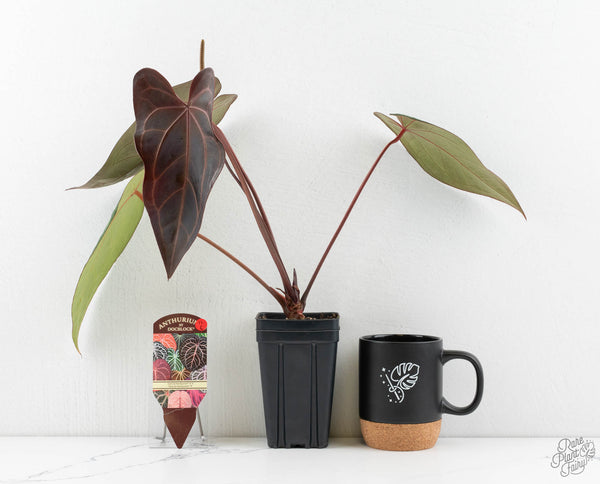 Anthurium Dark & Handsome '9' x Dark & Handsome '9' by DocBlock® (wk11-C)