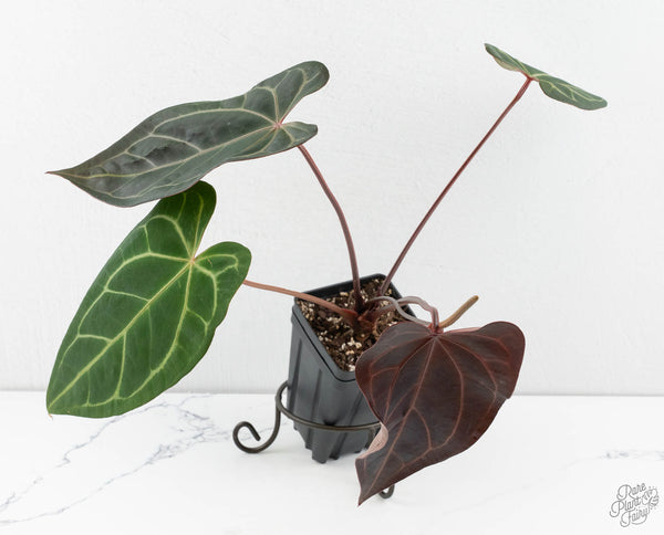 Anthurium Dark & Handsome '9' x Dark & Handsome '9' by DocBlock® (wk11-C)