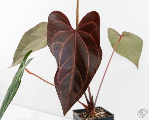 Anthurium Dark & Handsome '9' x Dark & Handsome '9' by DocBlock® (wk11-C)