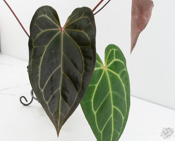 Anthurium Dark & Handsome '9' x Dark & Handsome '9' by DocBlock® (wk11-C)