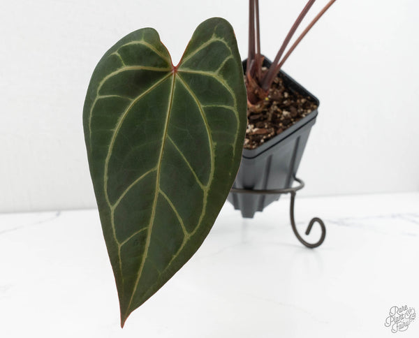 Anthurium Dark & Handsome '9' x Dark & Handsome '9' by DocBlock® (wk11-C)