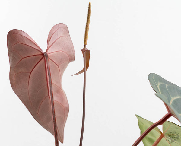 Anthurium Dark & Handsome '9' x Dark & Handsome '9' by DocBlock® (wk11-C)