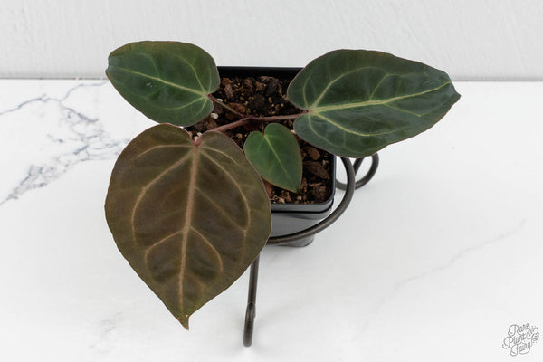 Anthurium Dark & Handsome '9' x Minerva '20'  by DocBlock® (wk11-D)