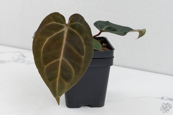 Anthurium Dark & Handsome '9' x Minerva '20'  by DocBlock® (wk11-D)