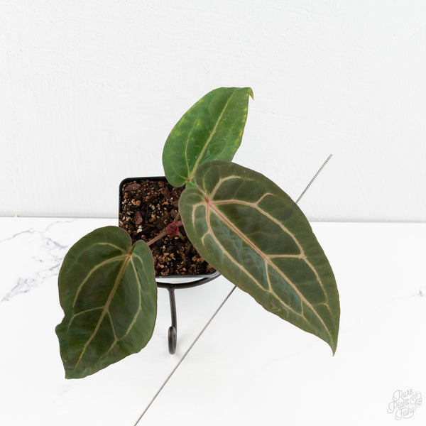 Anthurium Dark & Handsome '9' x Minerva '20'  by DocBlock® (wk9-I)