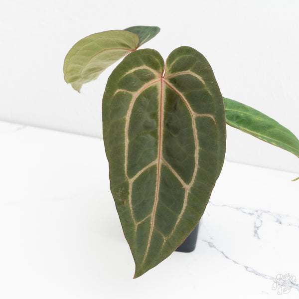 Anthurium Dark & Handsome '9' x Minerva '20'  by DocBlock® (wk9-I)