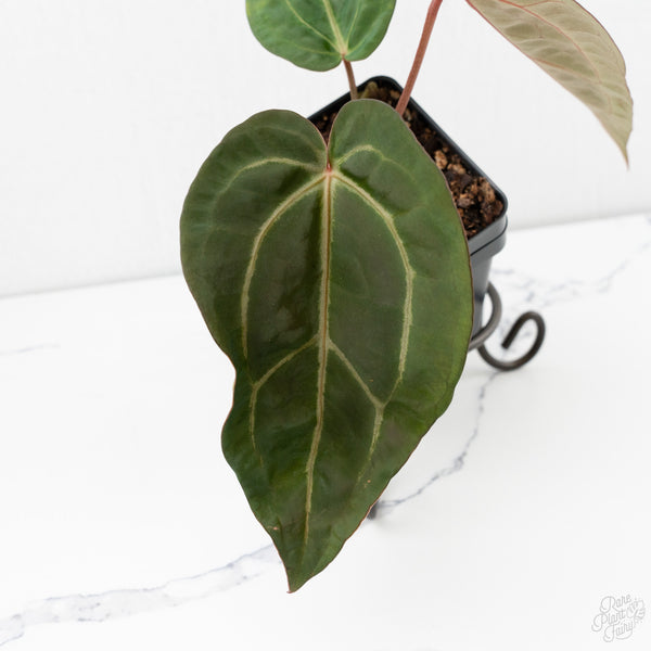 Anthurium Dark & Handsome '9' x Minerva '20'  by DocBlock® (wk9-I)