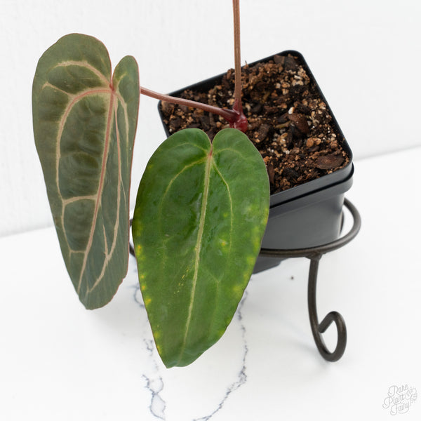 Anthurium Dark & Handsome '9' x Minerva '20'  by DocBlock® (wk9-I)