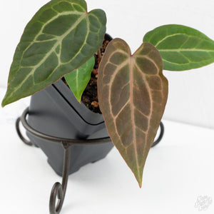 Anthurium Dark & Handsome '9' x Zara '14' by DocBlock® (wk9-O)