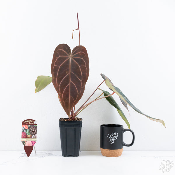 Anthurium Dark and Handsome '9' x Red Velvet Cake '24' by DocBlock® (wk10-E)