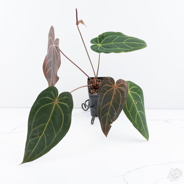 Anthurium Dark and Handsome '9' x Red Velvet Cake '24' by DocBlock® (wk10-E)