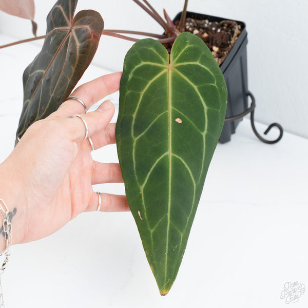 Anthurium Dark and Handsome '9' x Red Velvet Cake '24' by DocBlock® (wk10-E)