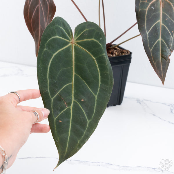 Anthurium Dark and Handsome '9' x Red Velvet Cake '24' by DocBlock® (wk10-E)