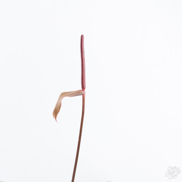 Anthurium Dark and Handsome '9' x Red Velvet Cake '24' by DocBlock® (wk10-E)