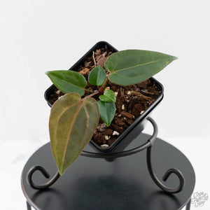Anthurium Darth Vader '74' x Darth Vader '73' by DocBlock®