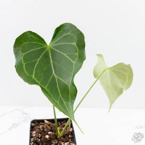 Anthurium 'Delta Force'  (wk29-H)