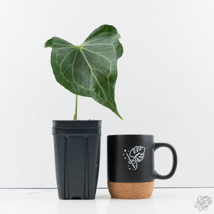 Anthurium 'Delta Force' (wk39-L293)
