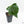 Anthurium 'Delta Force' (wk39-L293)