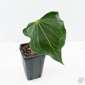 Anthurium 'Delta Force' (wk39-L293)
