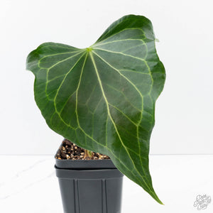 Anthurium 'Delta Force' (wk39-L293)