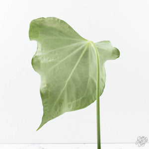 Anthurium 'Delta Force' (wk39-L293)
