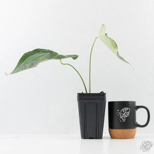 Anthurium 'Delta Force' (wk40-L314)