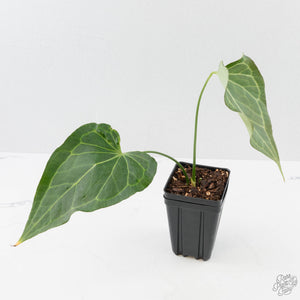 Anthurium 'Delta Force' (wk40-L314)