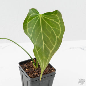 Anthurium 'Delta Force' (wk40-L314)