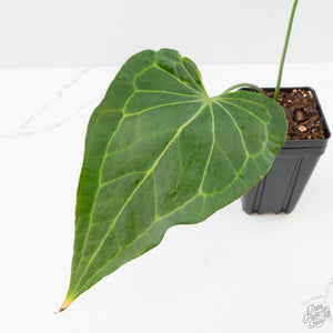 Anthurium 'Delta Force' (wk40-L314)