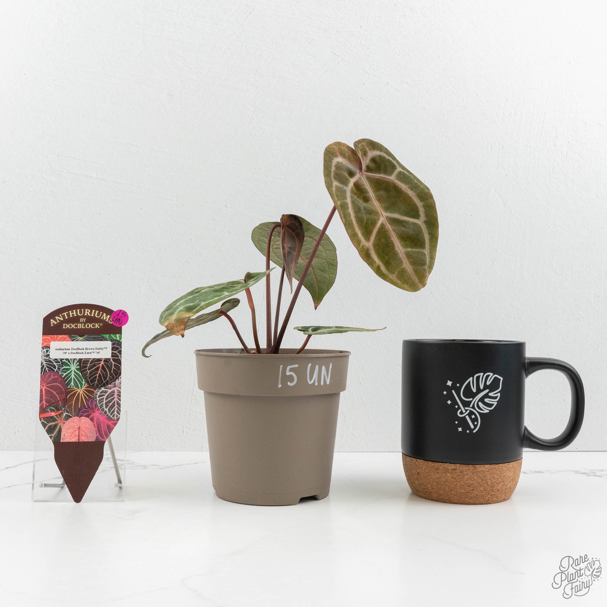 Variegated Anthurium Brown Derby '29' x Zara '14' by DocBlock