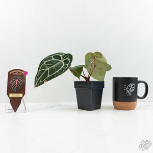 Variegated Anthurium 'Michelle' by DocBlock®  (wk15-UO)