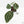 Variegated Anthurium 'Michelle' by DocBlock®  (wk15-UO)