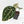 Variegated Anthurium 'Michelle' by DocBlock®  (wk15-UO)