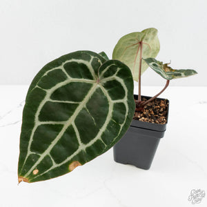 Variegated Anthurium 'Michelle' by DocBlock®  (wk15-UO)