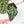 Variegated Anthurium 'Michelle' by DocBlock®  (wk15-UO)