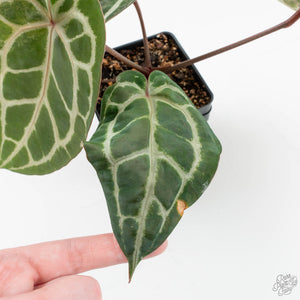 Variegated Anthurium 'Michelle' by DocBlock®  (wk15-UO)