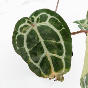 Variegated Anthurium 'Michelle' by DocBlock®  (wk15-UO)