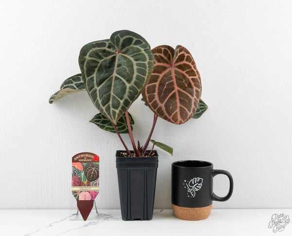 Anthurium Zara '33' x Zara '29' by DocBlock® (wk11-I)