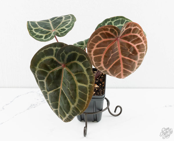Anthurium Zara '33' x Zara '29' by DocBlock® (wk11-I)