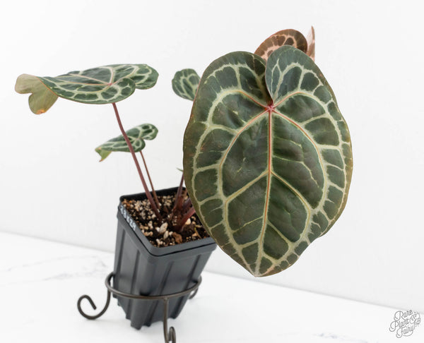 Anthurium Zara '33' x Zara '29' by DocBlock® (wk11-I)