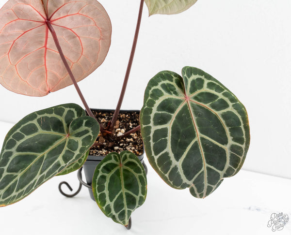 Anthurium Zara '33' x Zara '29' by DocBlock® (wk11-I)