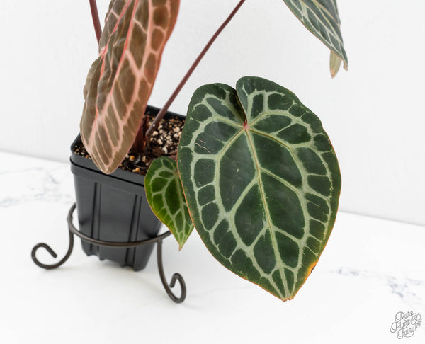 Anthurium Zara '33' x Zara '29' by DocBlock® (wk11-I)