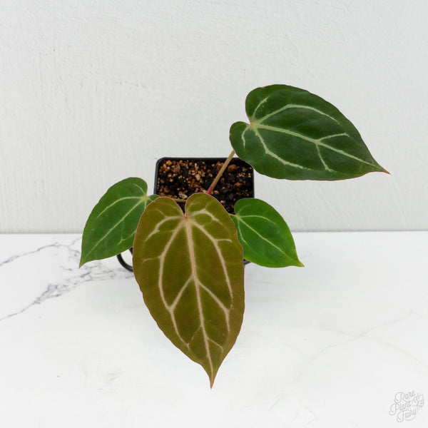 Anthurium F2 x Carlablackiae  by DocBlock®  *Grower’s Choice*