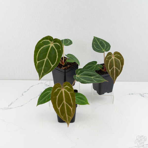 Anthurium F2 x Carlablackiae  by DocBlock®  *Grower’s Choice*