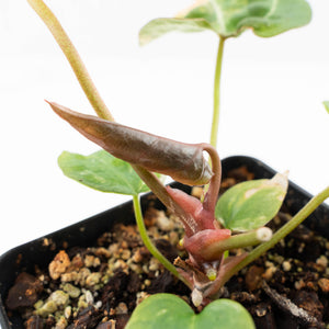 Anthurium 'Forgetii' variegated (wk21-UM)