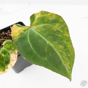 Anthurium 'Forgetii' variegated (wk21-UM)