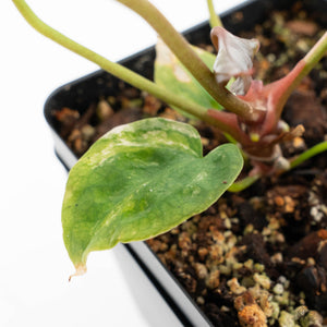 Anthurium 'Forgetii' variegated (wk21-UM)