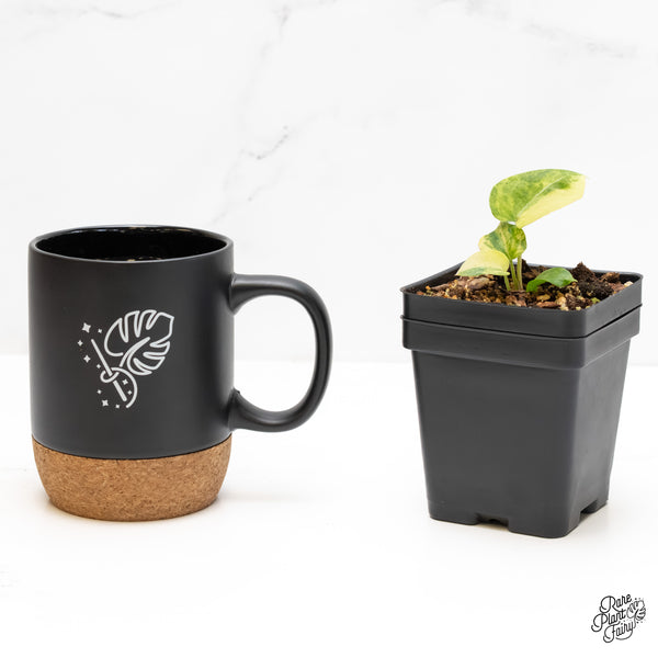 Anthurium 'Forgetii' variegated (wk5-UM)